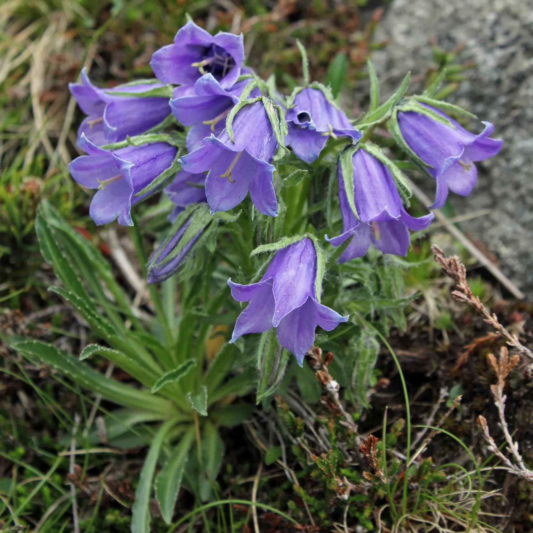 Alpen Glockenblume Campanula alpina