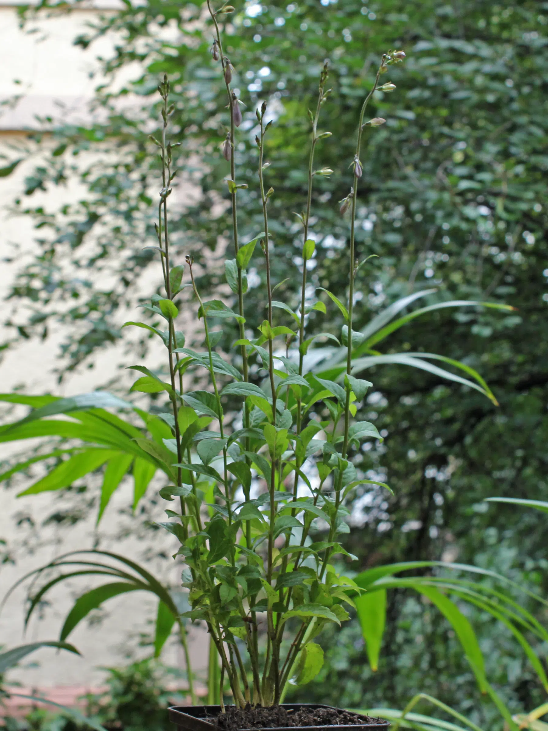 Schellenblume Adenophora liliifolia