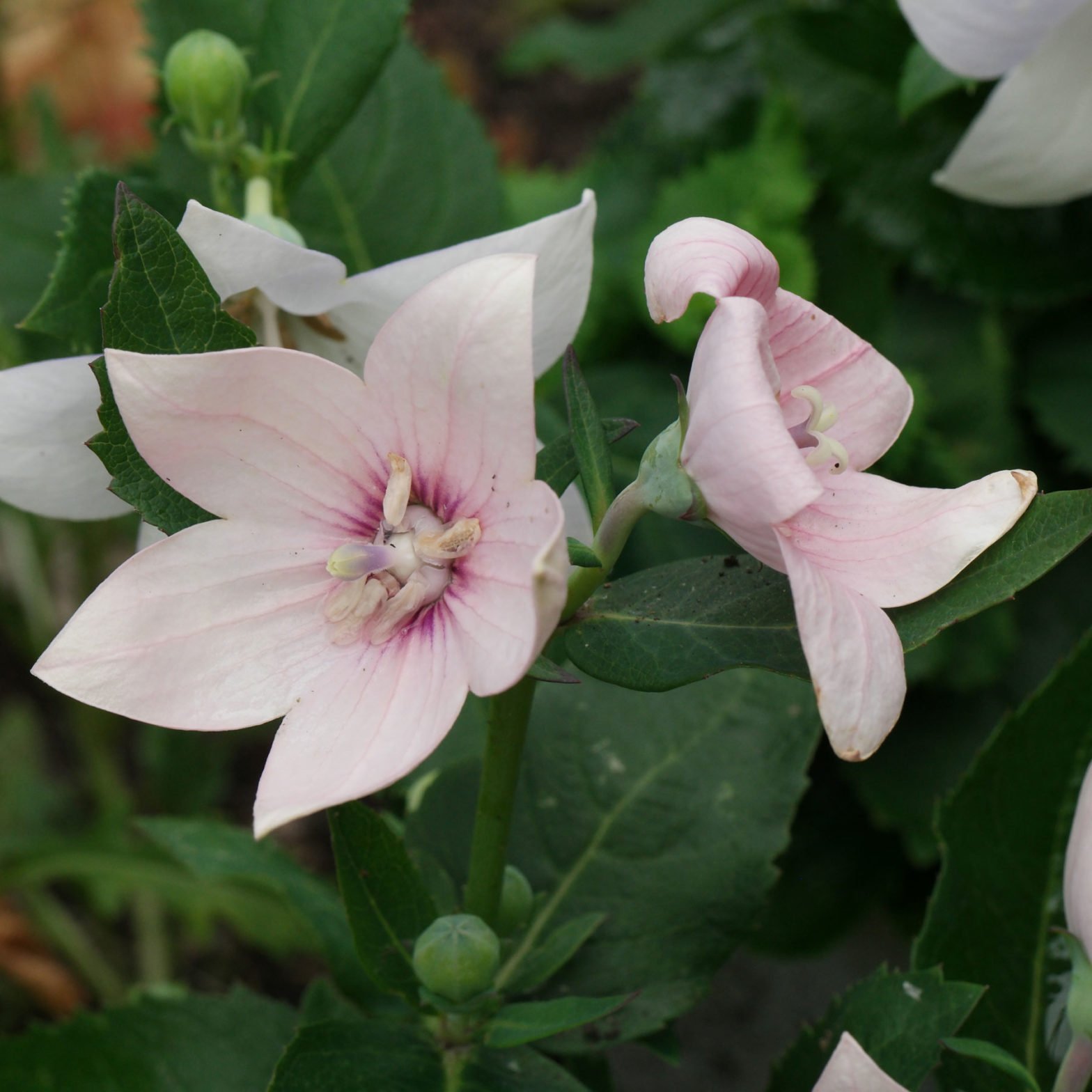 Platycodon (Balloon Flower) care