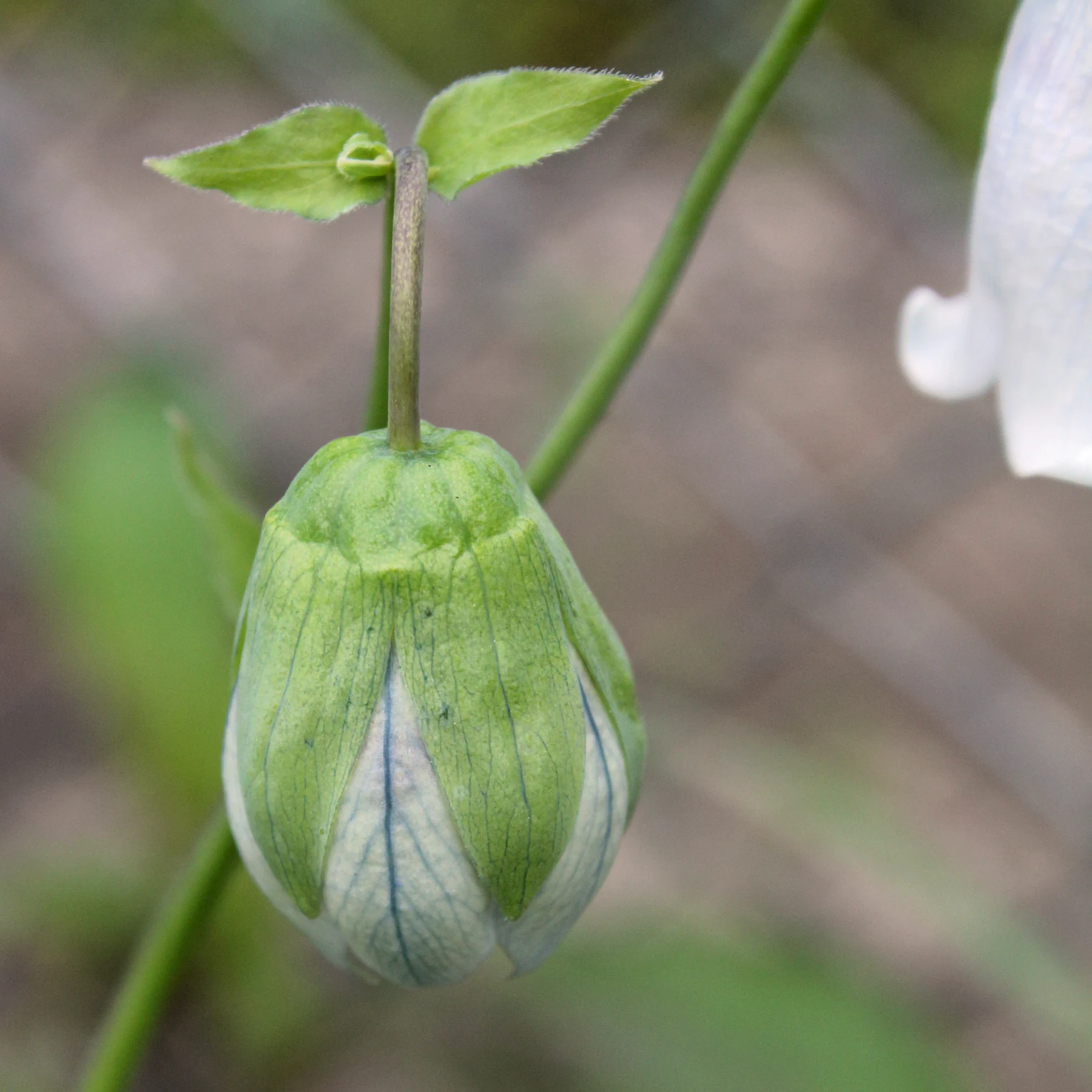 bonnet bellflower Codonopsis clematidea